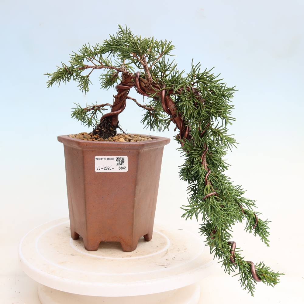 Bonsai für draußen - Juniperus chinensis Kishu