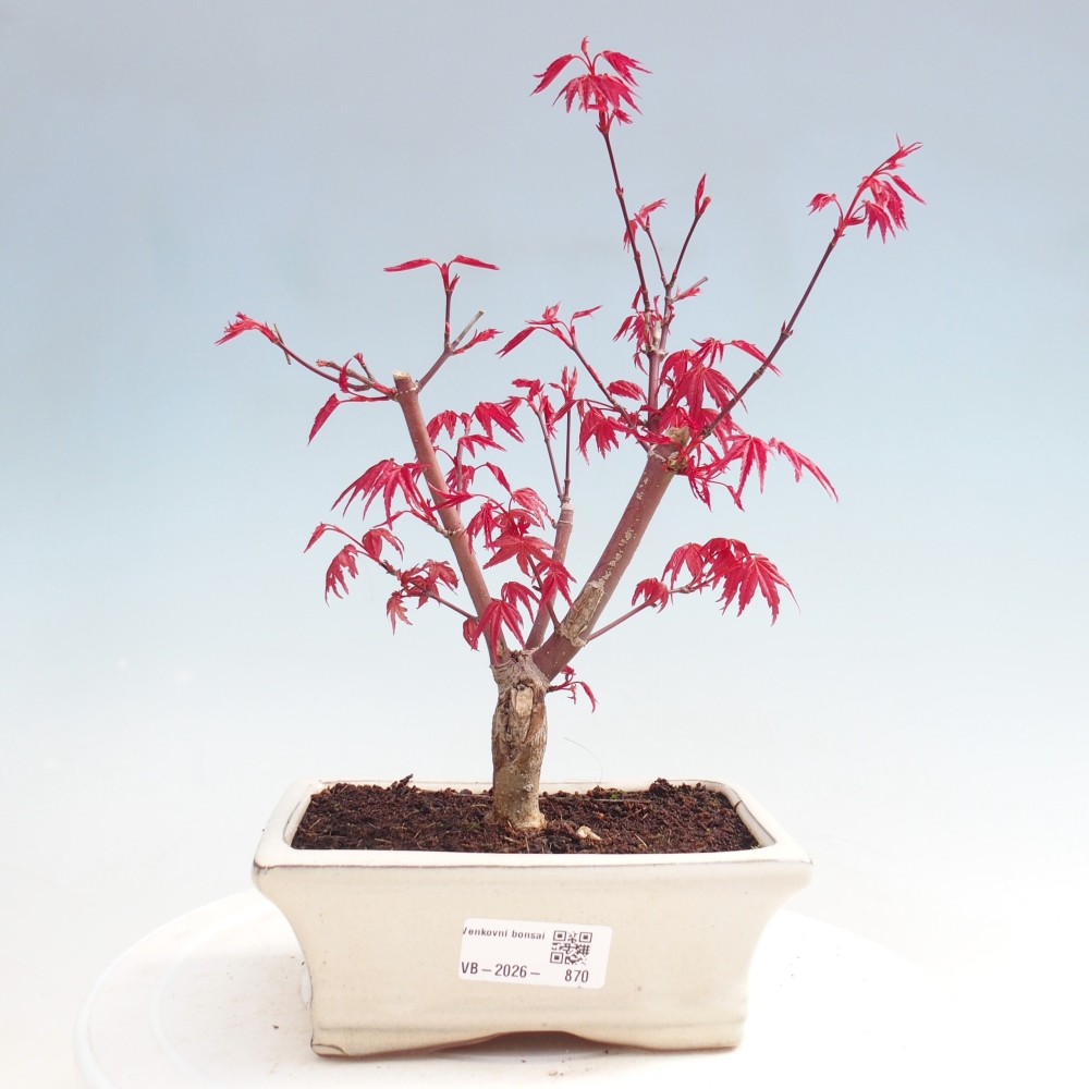Bonsai für draußen - Acer palmatum DESHOJO