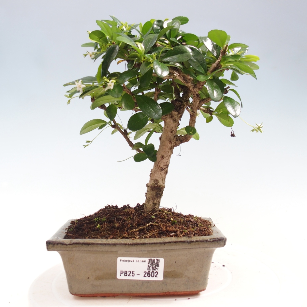 Zimmerbonsai - Carmona Macrophylla - Fuki-Tee
