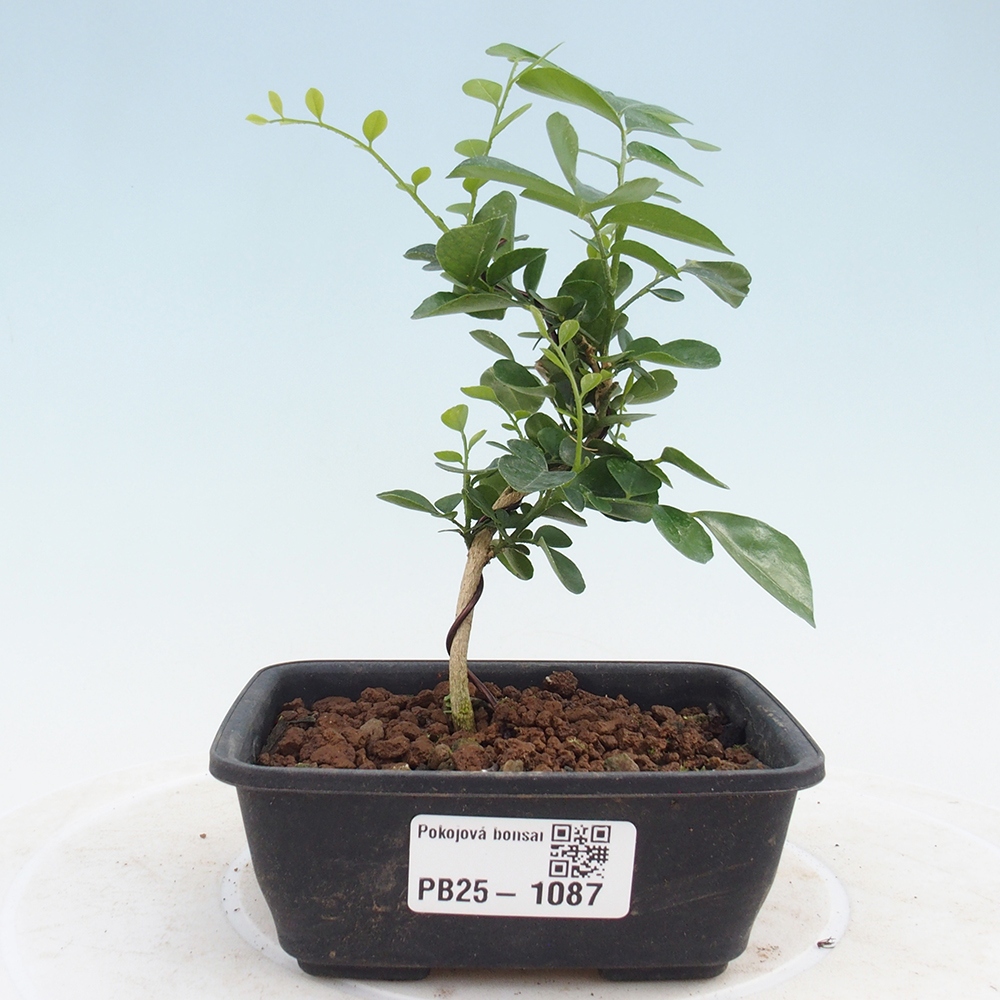 Zimmerbonsai - Muraya paniculata