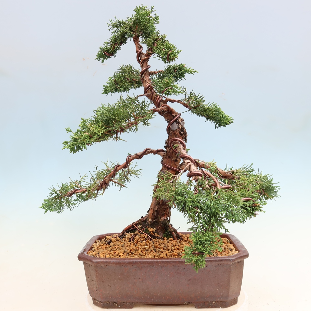 Bonsai für draußen - Juniperus chinensis Kishu