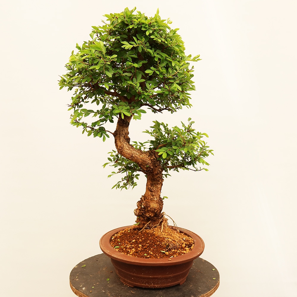 Bonsai im Freien - Zelkova - Zelkova NIRE