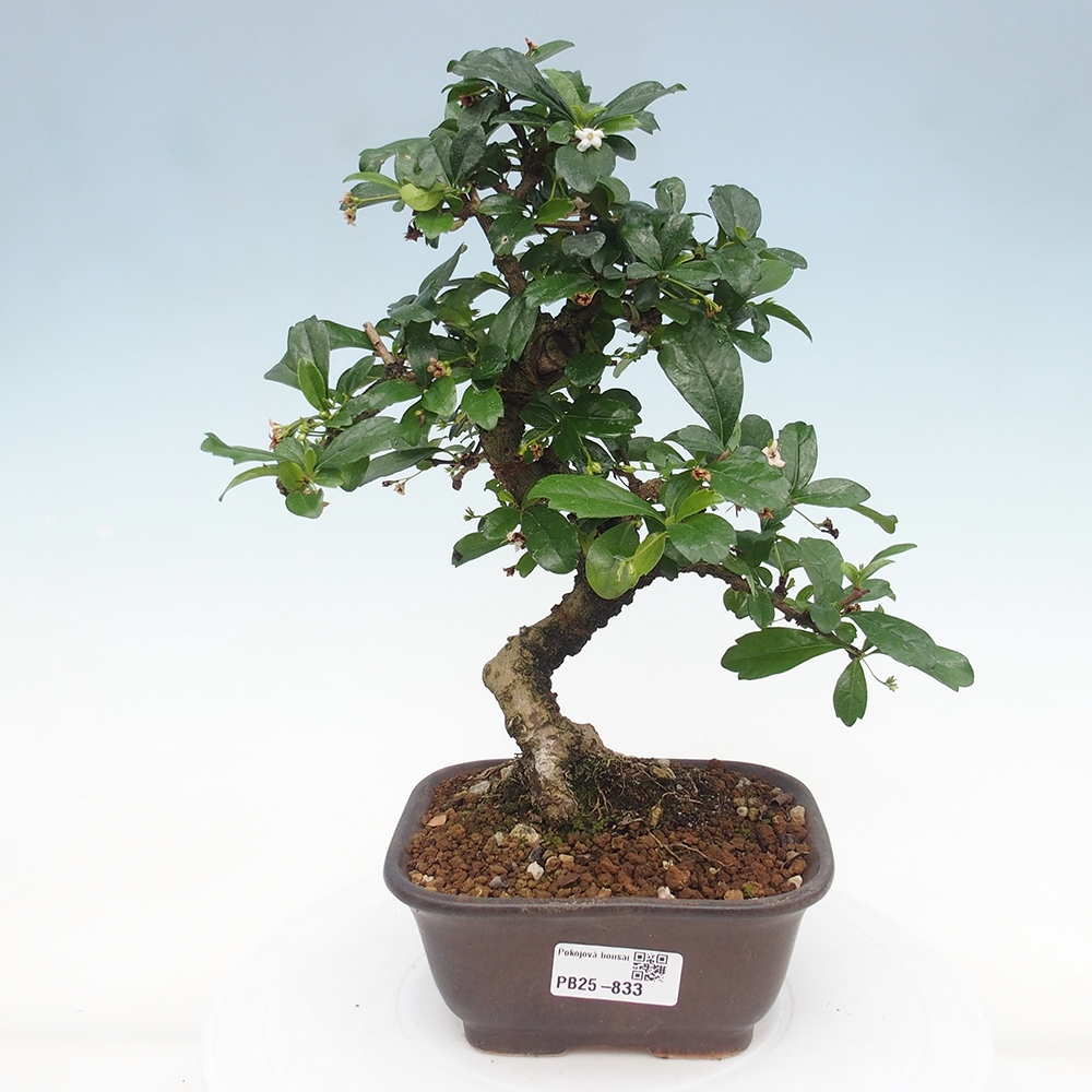 Indoor bonsai - Carmona macrophylla - Fuki tea