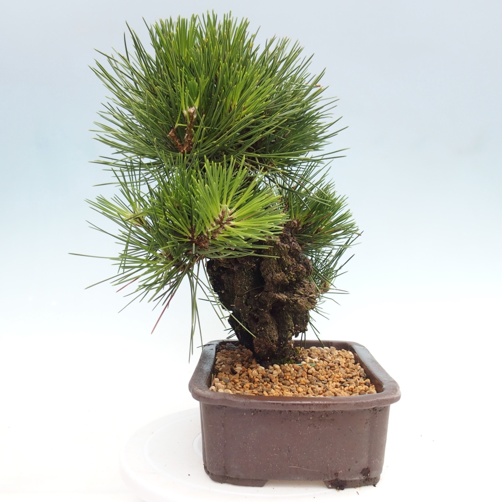 Bonsai im Freien - Pinus thunbergii - Thunbergia-Kiefer