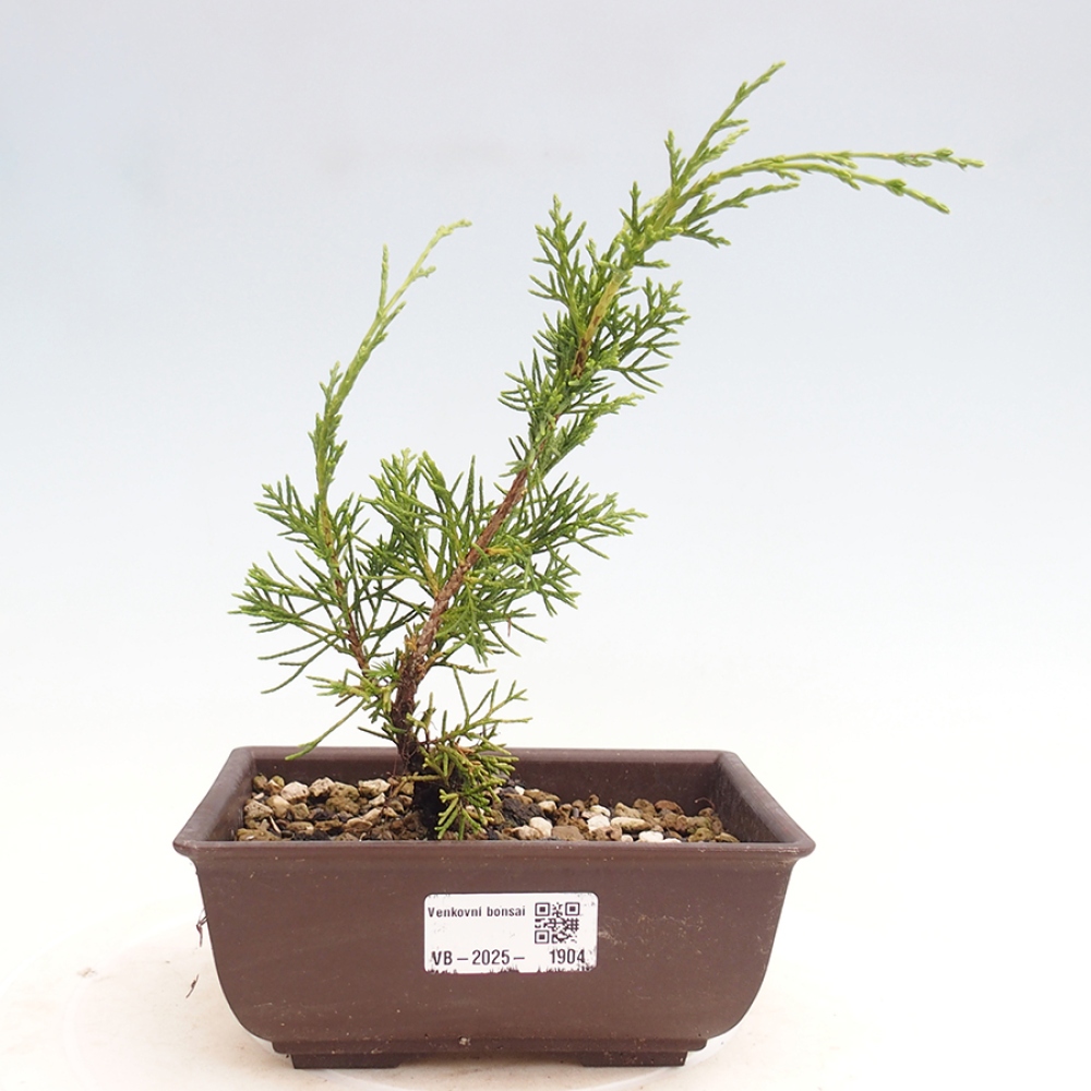 Outdoor bonsai - Juniperus chinensis Itoigawa - Chinese juniper