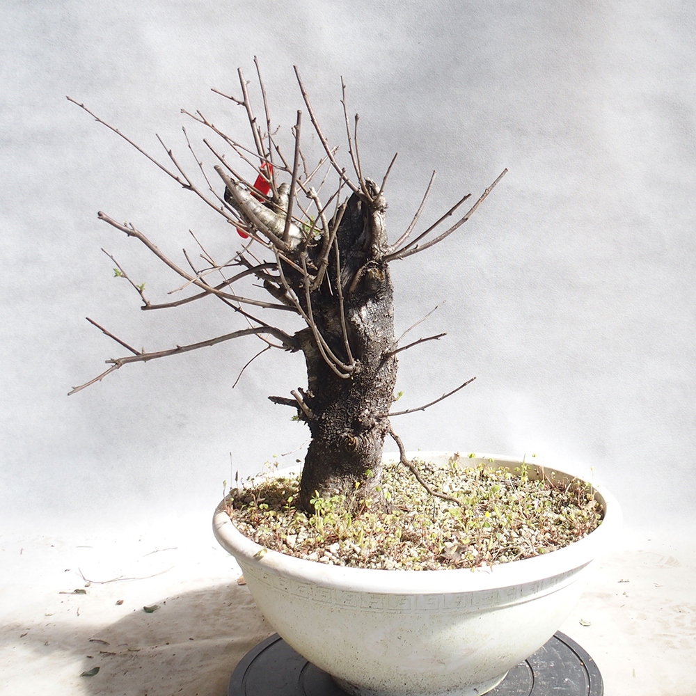 Outdoor Bonsai -Mahalebka - Prunus Mahaleb