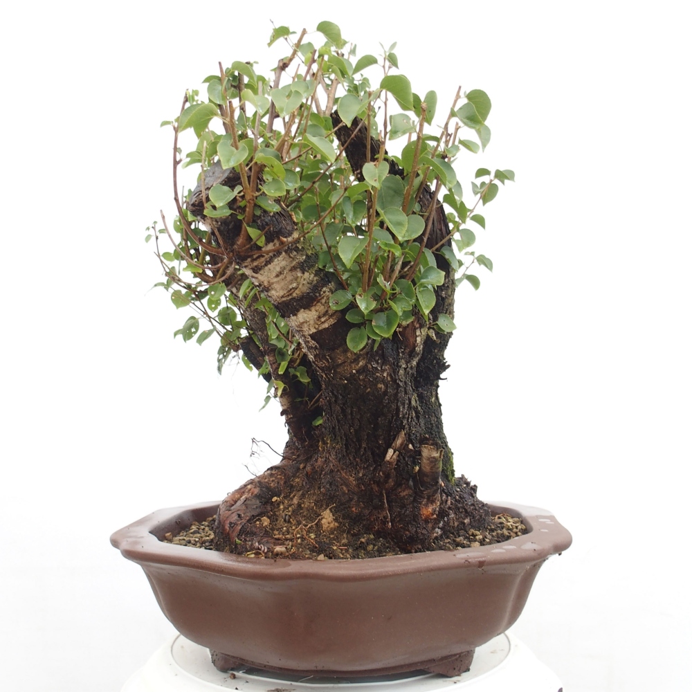 Bonsai im Freien - Mahalebka - Prunus mahaleb