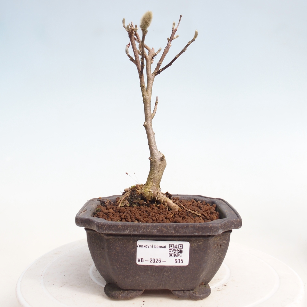 Bonsai für draußen - Magnolia stellata