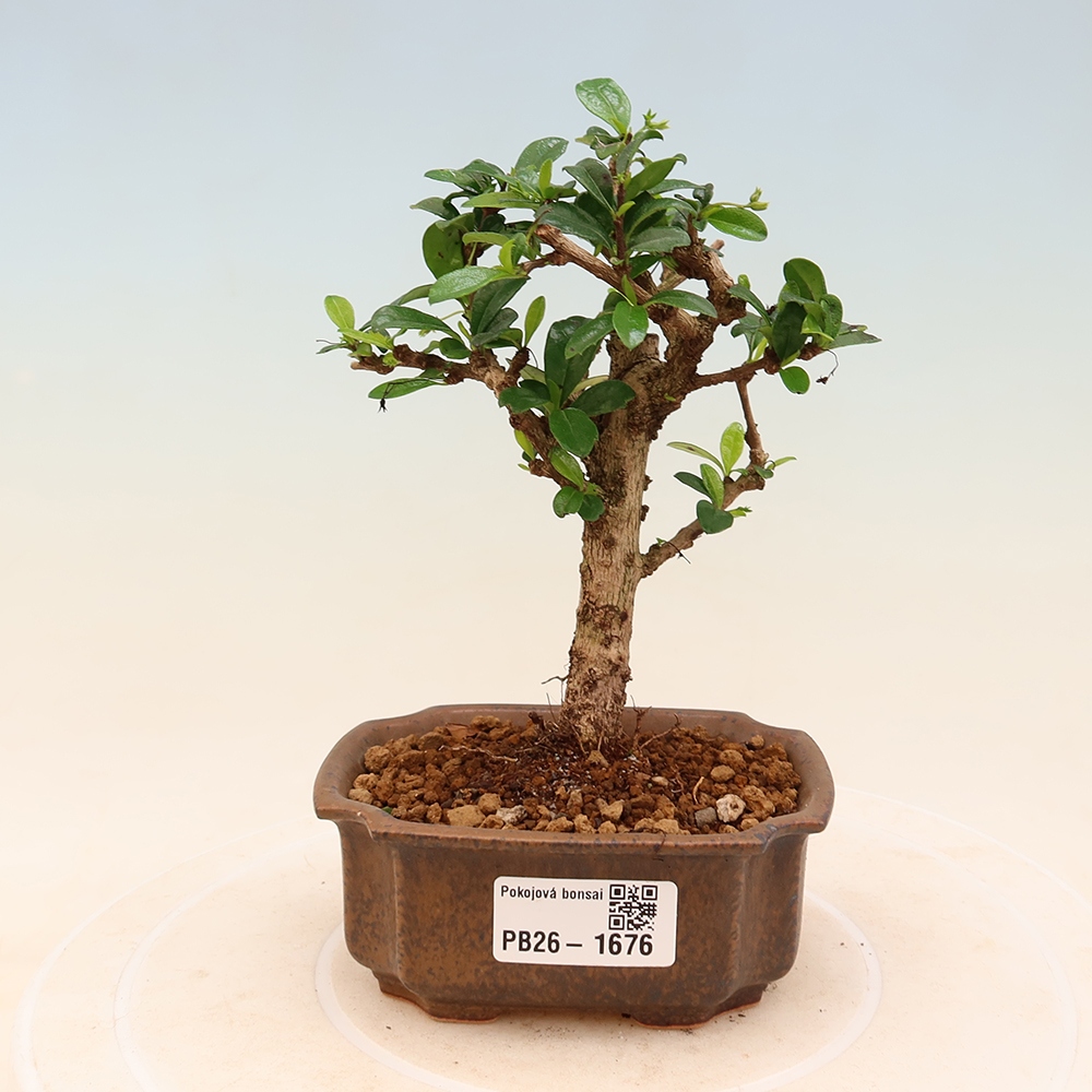 Zimmer-Bonsai - Carmona macrophylla - Tee-Fuki