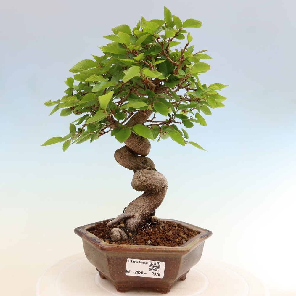 Bonsai für draußen - Karpinus Coreana - Koreanische Hainbuche