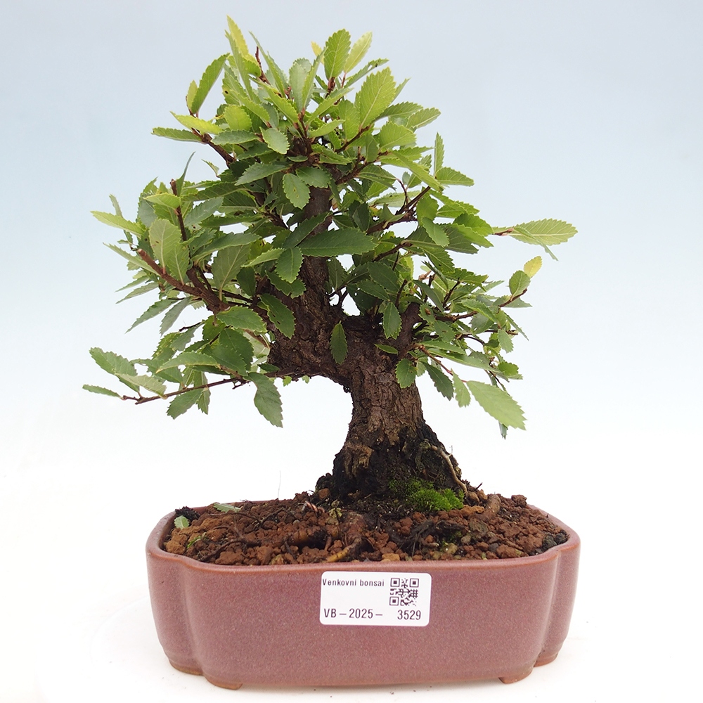Bonsai im Freien - Zelkova - Zelkova serrata