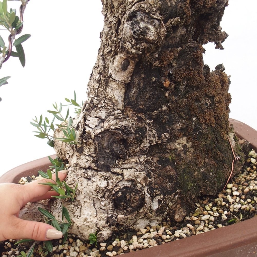 Indoor-Bonsai - Olea europaea sylvestris - Europäisches kleinblättriges Olivenöl