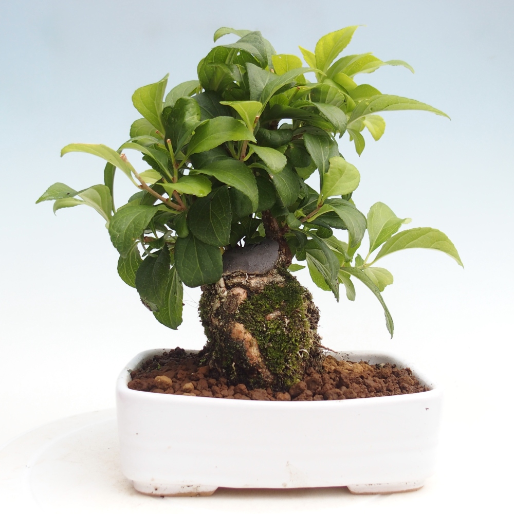 Outdoor-Bonsai - Celastrus Jesenec