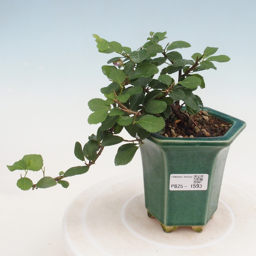 Zimmerbonsai - Grewia occidentalis - Lavendelstern