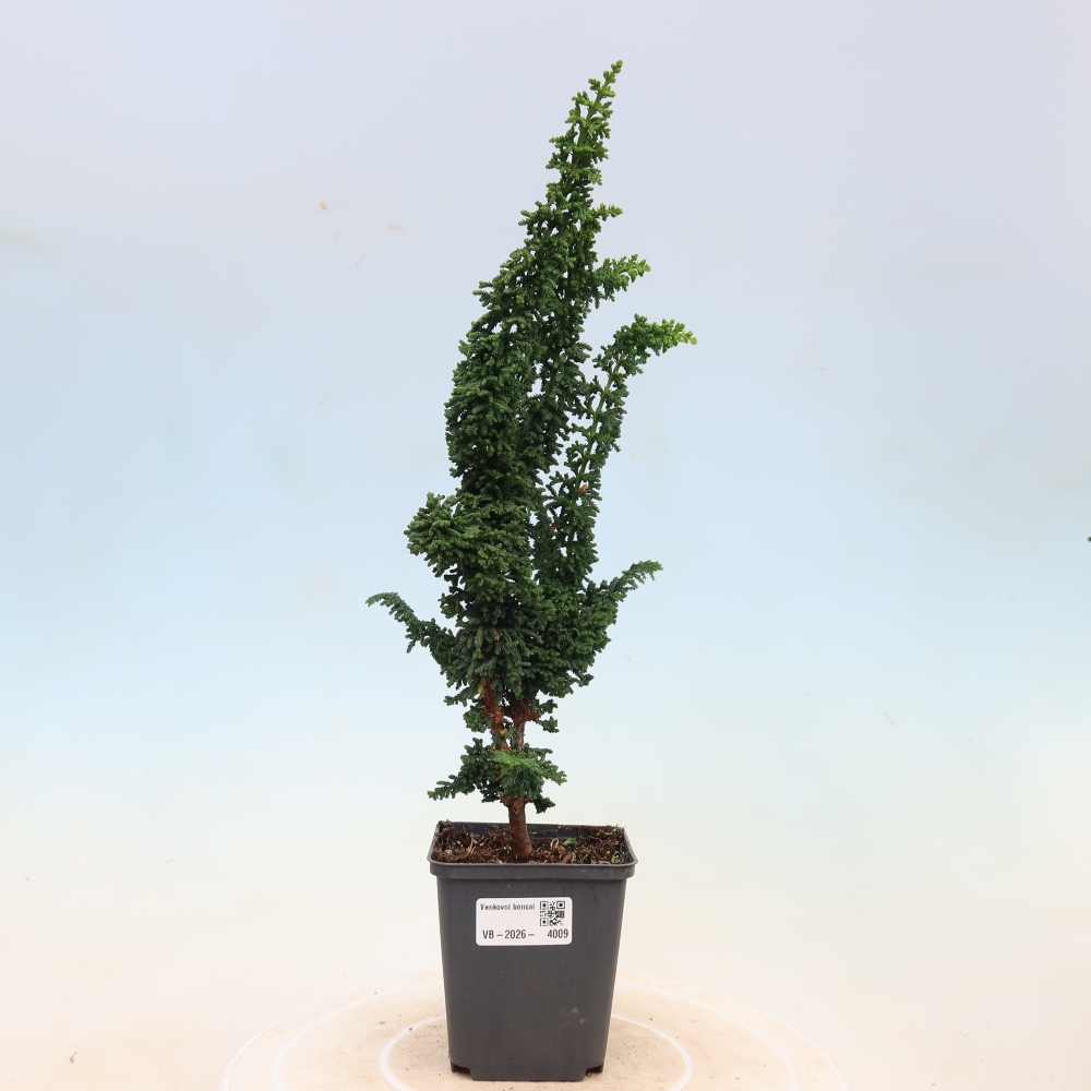 Bonsai für draußen - Cham. obtusa SEKKA HINOKI - Zypresse