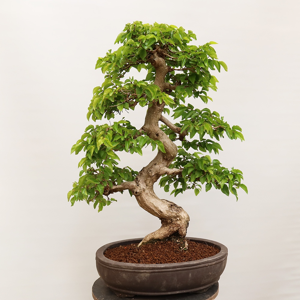 Bonsai im Freien - Carpinus Coreana - Koreanische Hainbuche