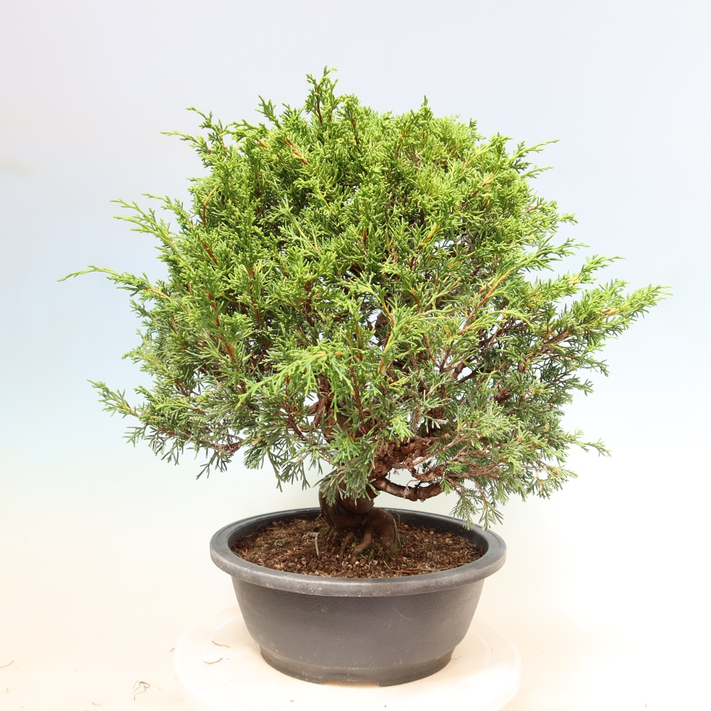 Bonsai für draußen - Juniperus chinensis Itoigawa-Juniperus chinensis