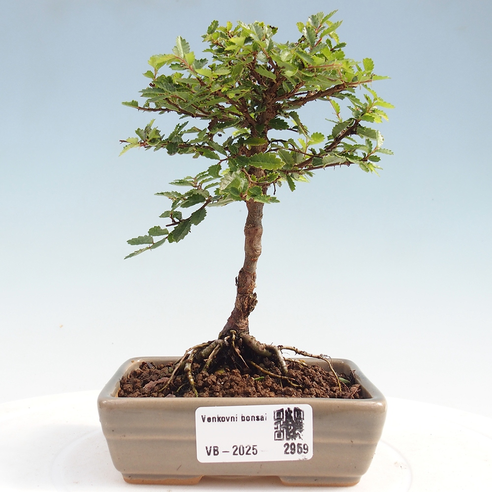 Bonsai im Freien - Ulmus parvifolia Sagei - Kleinblättrige Ulme