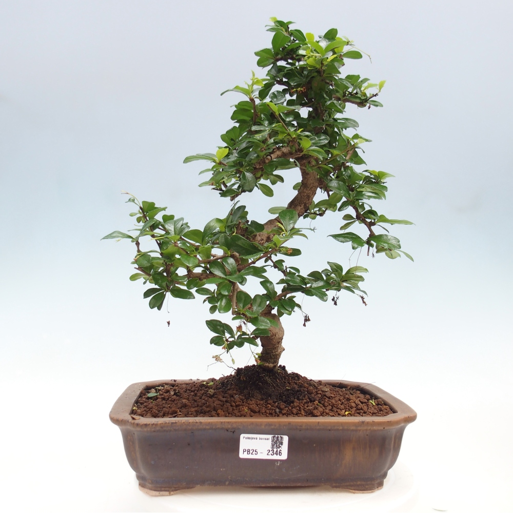 Zimmer Bonsai - Carmona macrophylla - Tea Fuki