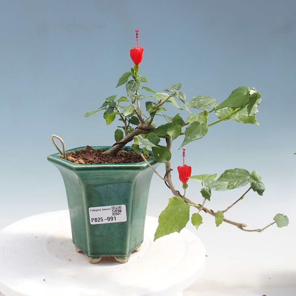 Zimmerbonsai - Malvaviscus arboreus - holziger Hibiskus