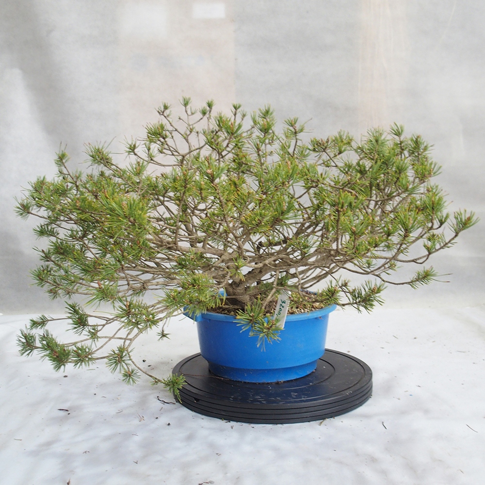 Yamadori - Pinus sylvestris 