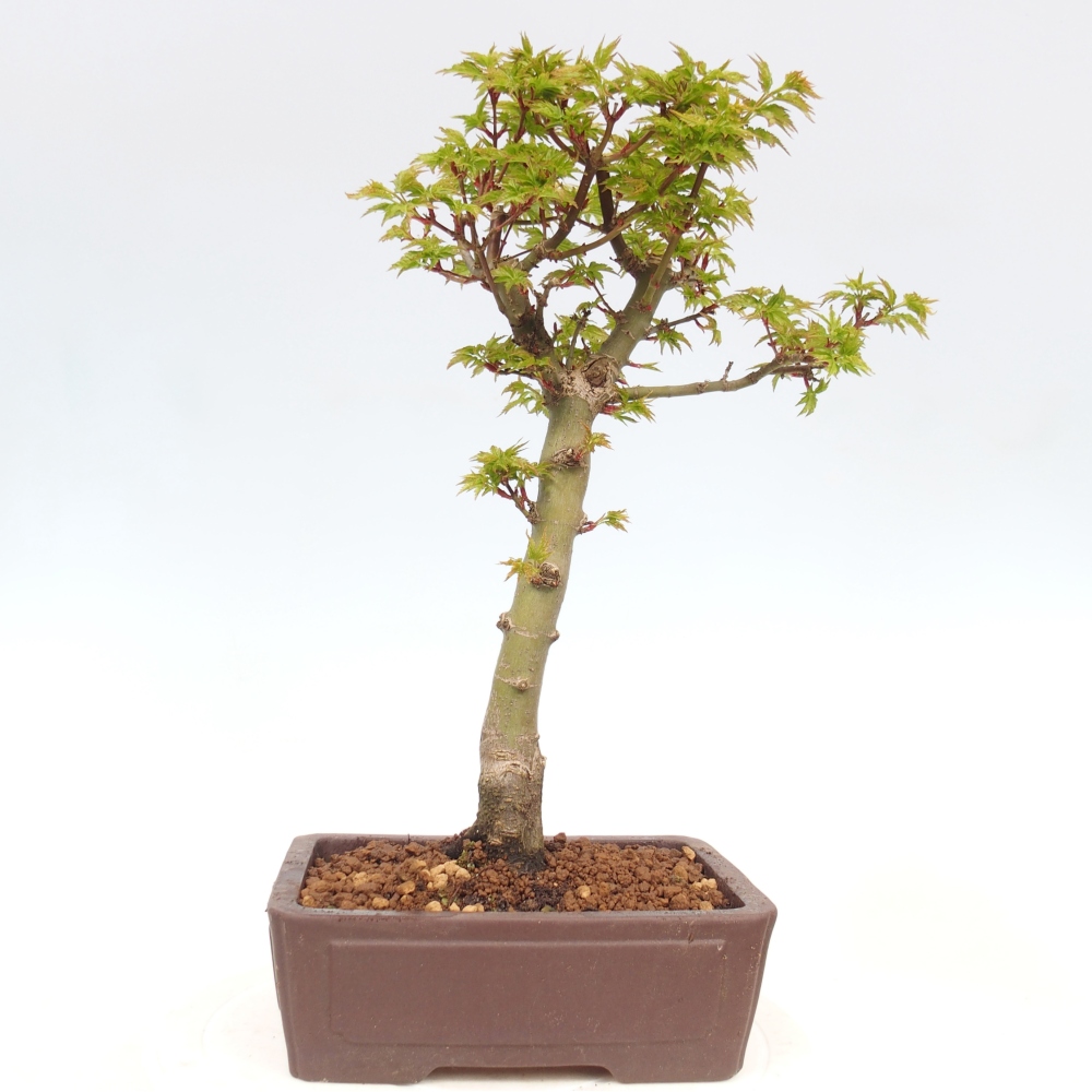 Bonsai für draußen -Javor-Palme Acer palmatum Shishigashira