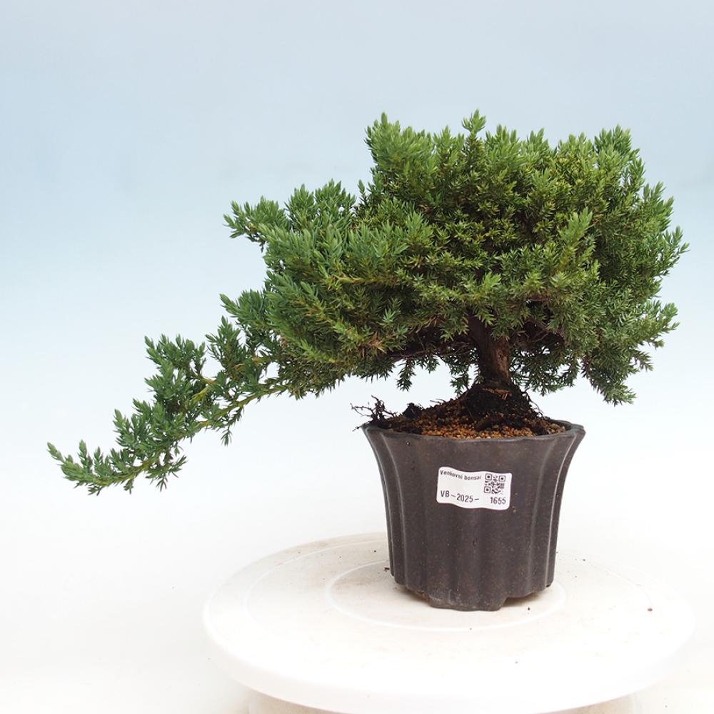 Bonsai im Freien - Juniperus procumbens - Niedergeworfener Wacholder