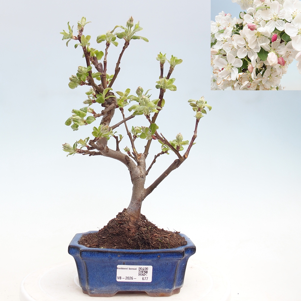 Outdoor-Bonsai -Malus halliana - Kleinfrüchtiger Apfelbaum