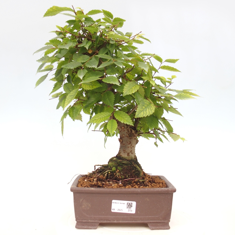 Bonsai im Freien - Zelkova - Zelkova serrata