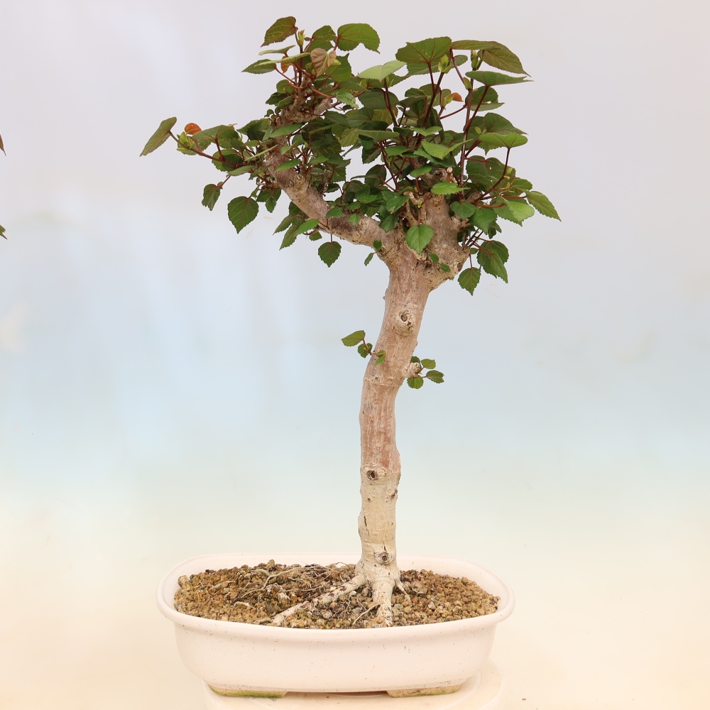 Zimmerbonsai - Hibiscus tiliaceus - Meeres-Hibiskus