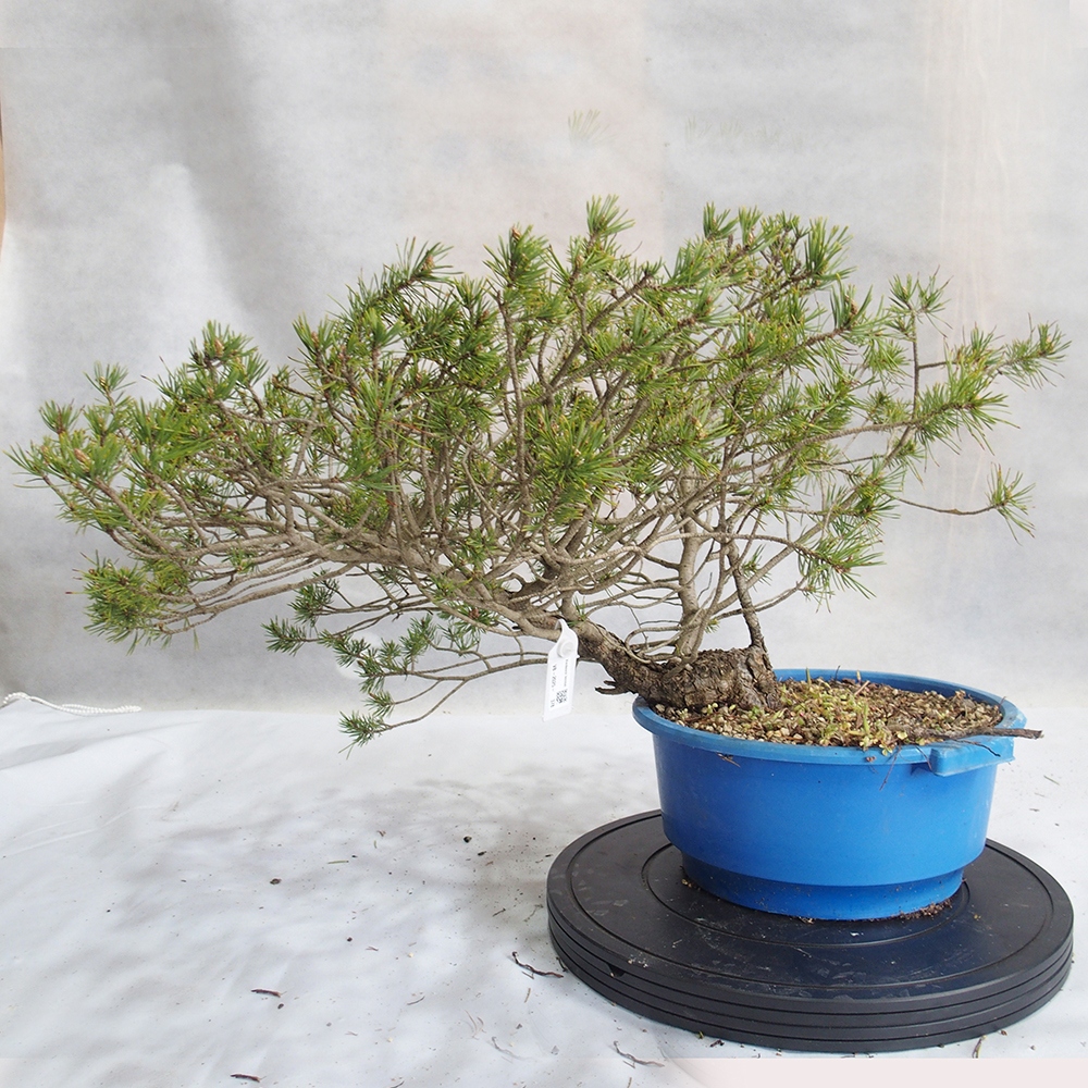 Yamadori - Pinus sylvestris 