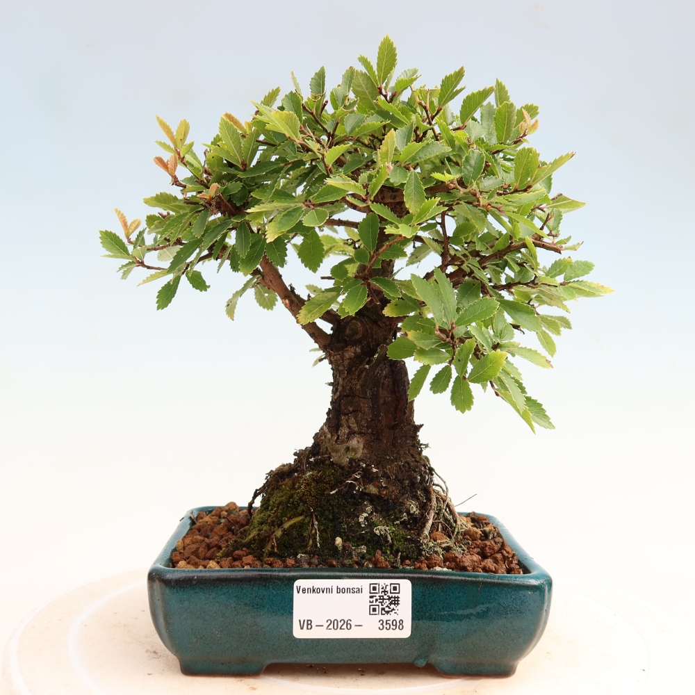 Bonsai für draußen - Zelkova - Zelkova NIRE