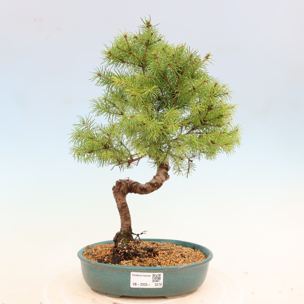Bonsai für draußen - Fichte - Picea glauca globe