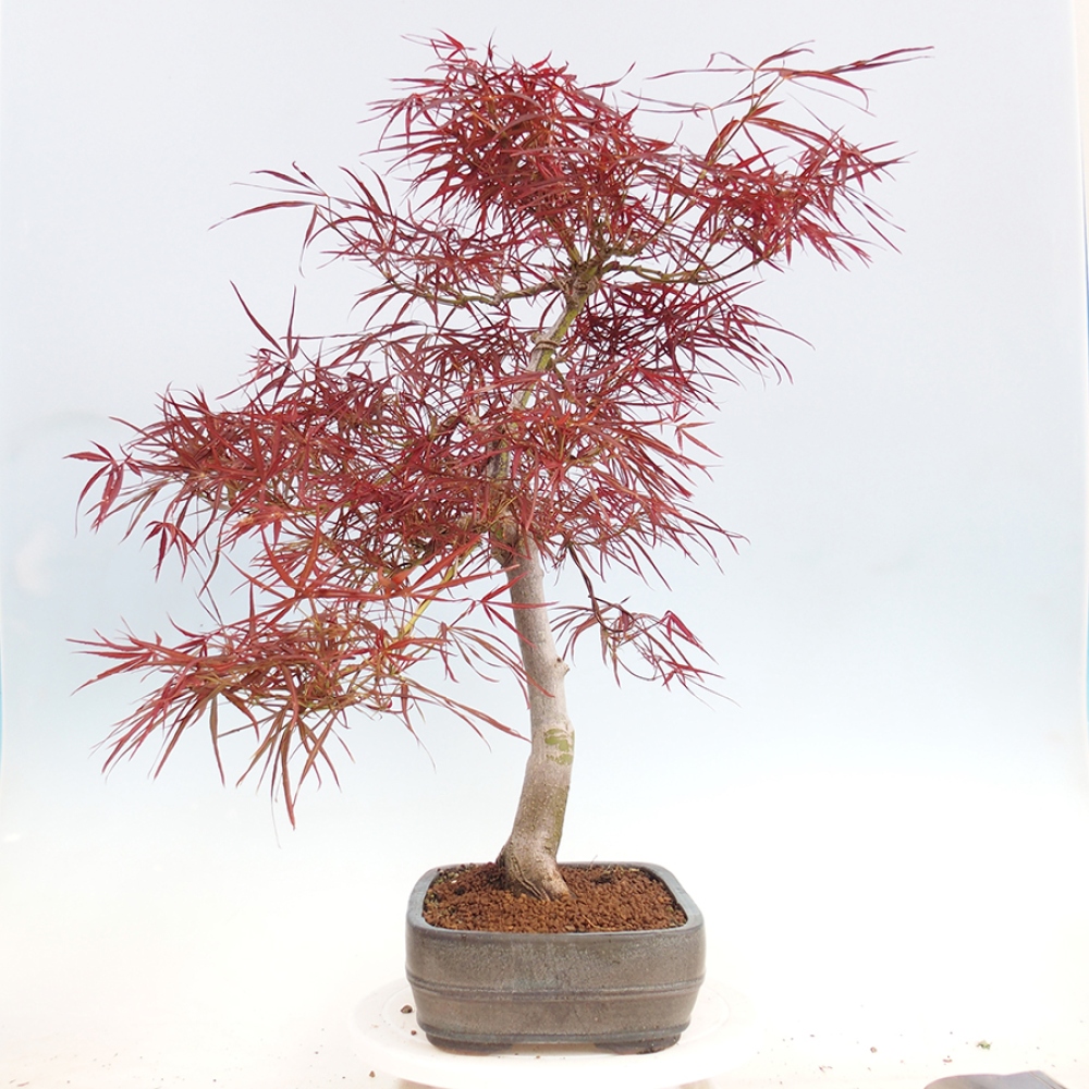 Bonsai im Freien - Acer palmatum RED PYGMY