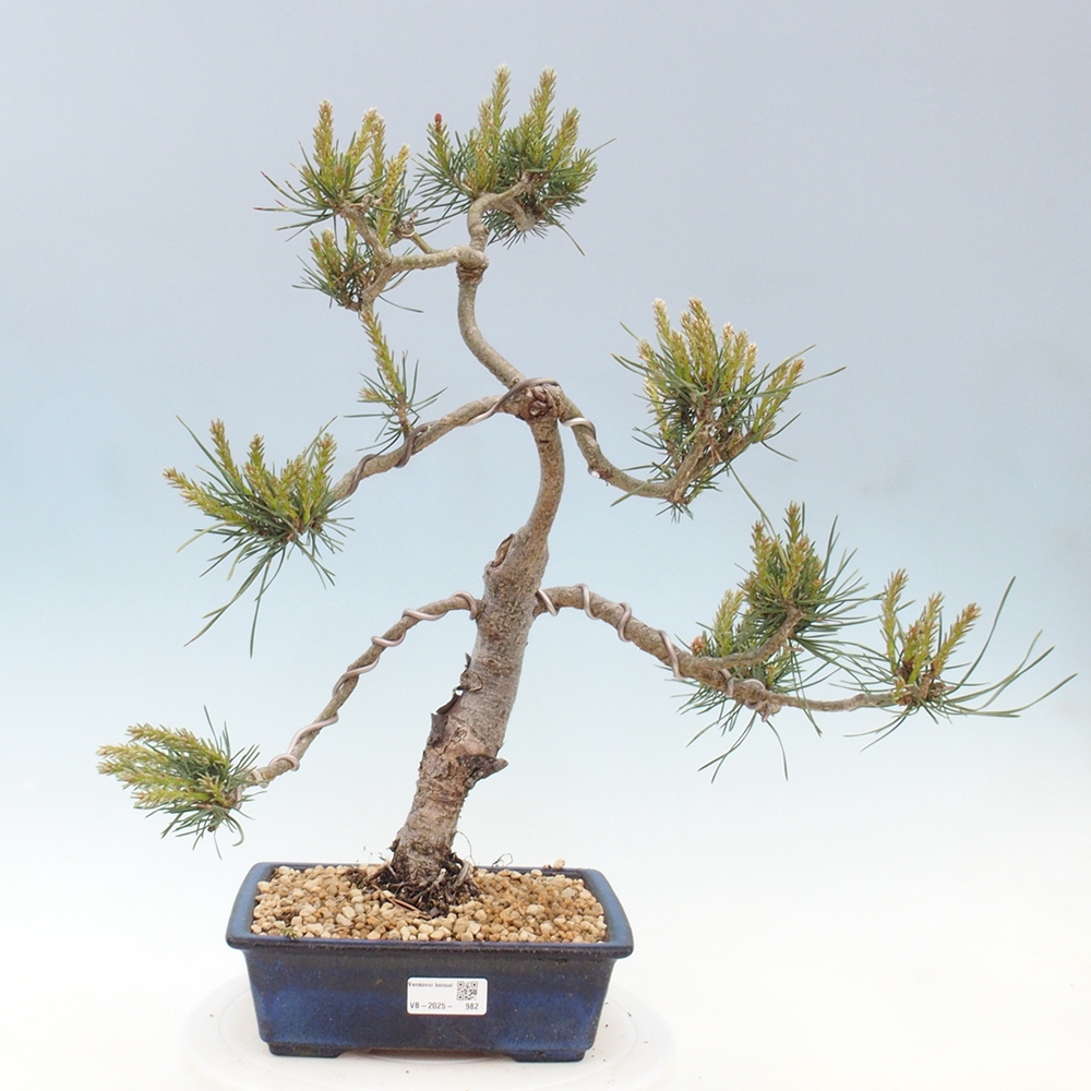 Bonsai im Freien - Pinus Sylvestris - Waldkiefer