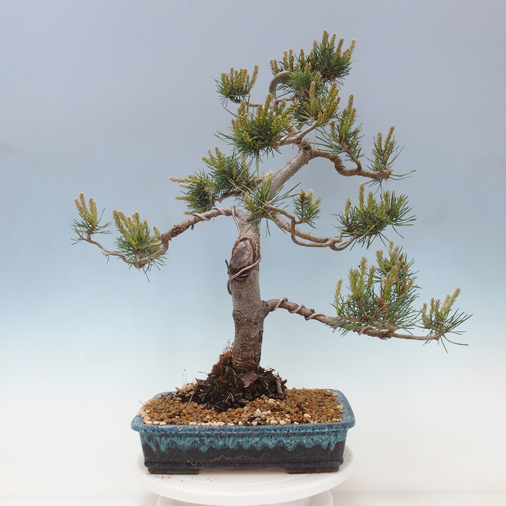 Bonsai im Freien - Pinus Sylvestris - Waldkiefer