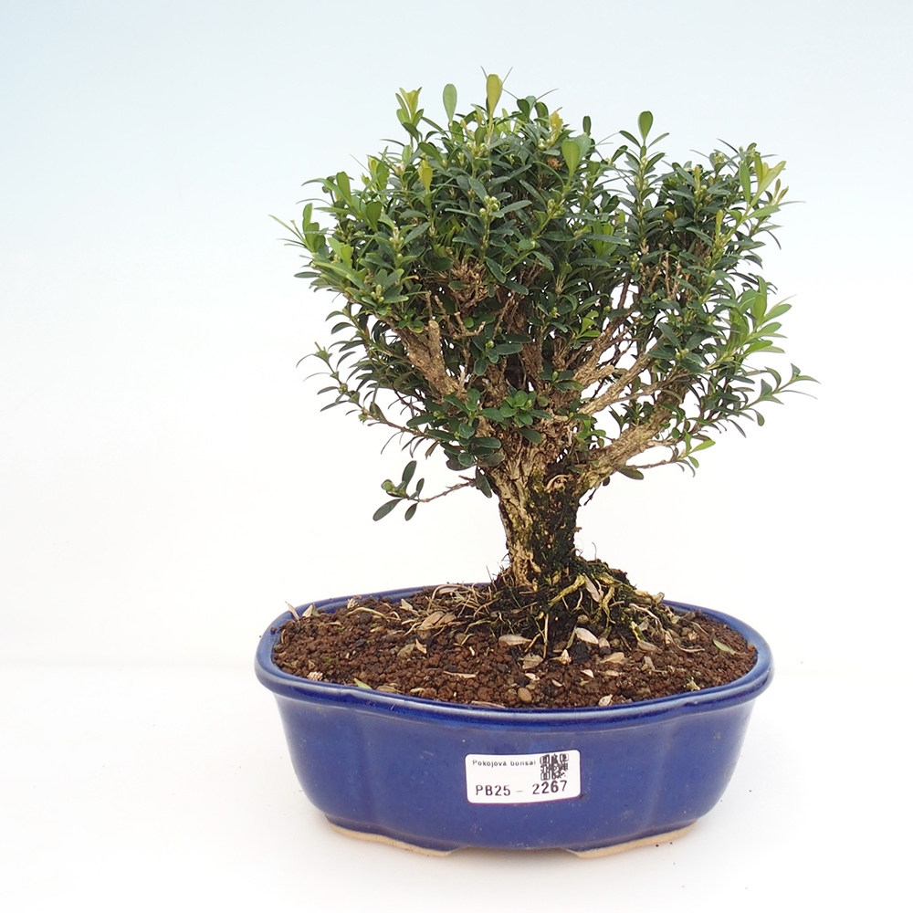 Zimmerbonsai - Buxus harlandii - Korkbuchsbaum