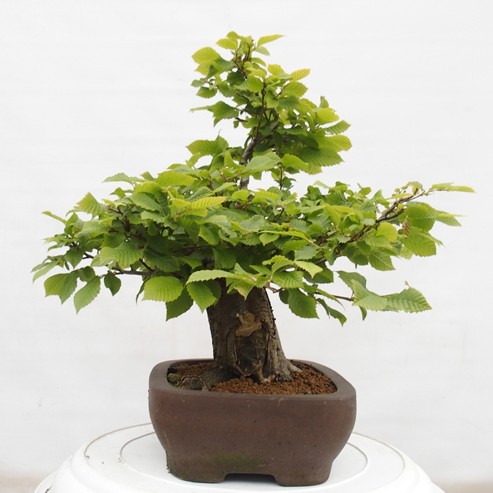 Bonsai im Freien - Hainbuche - Carpinus betulus