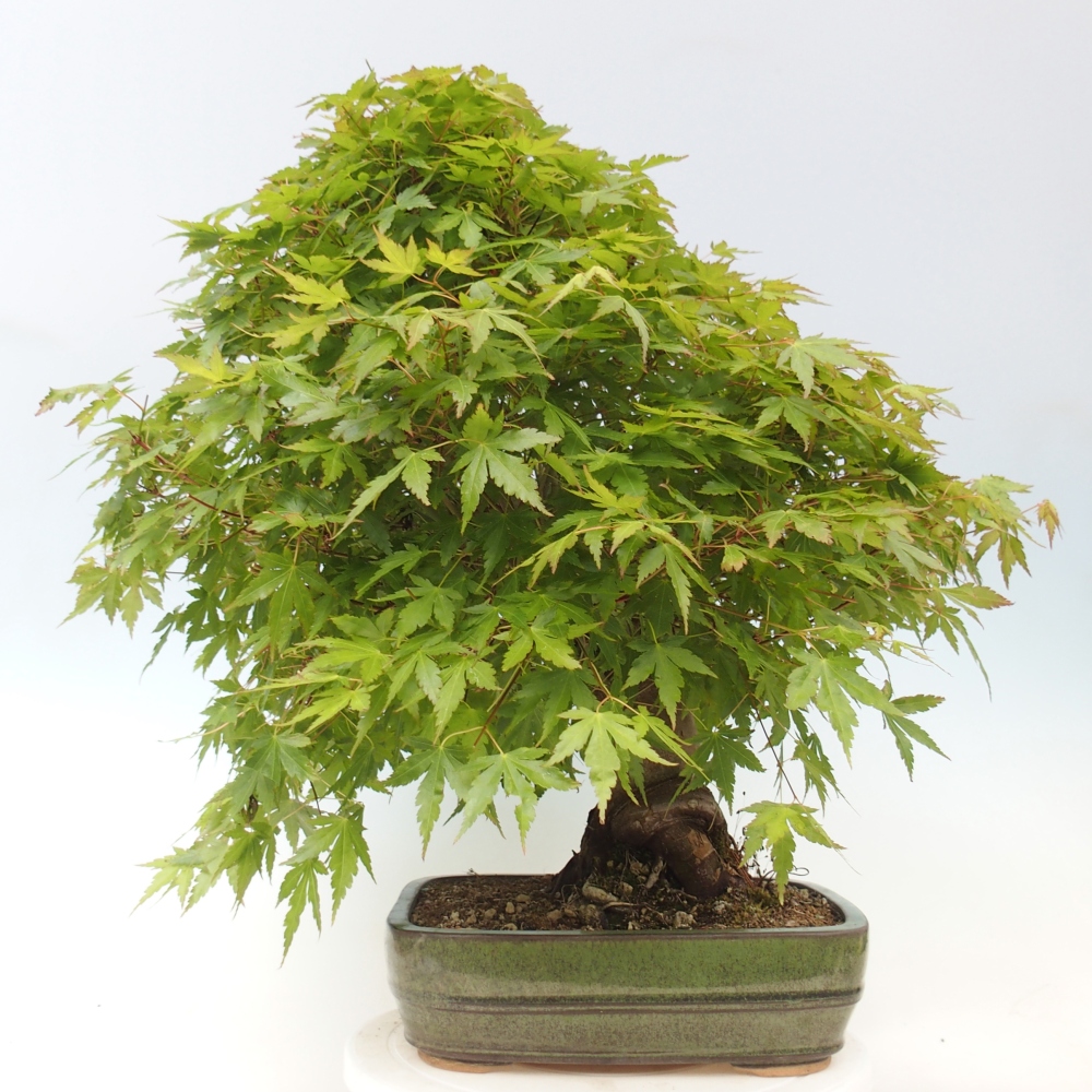Bonsai für den Außenbereich - Acer palmatum - Vorbereitung NUR auf Paletten