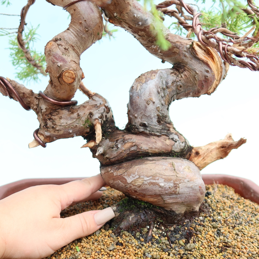 Bonsai für draußen - Juniperus chinensis Itoigawa-Juniperus chinensis