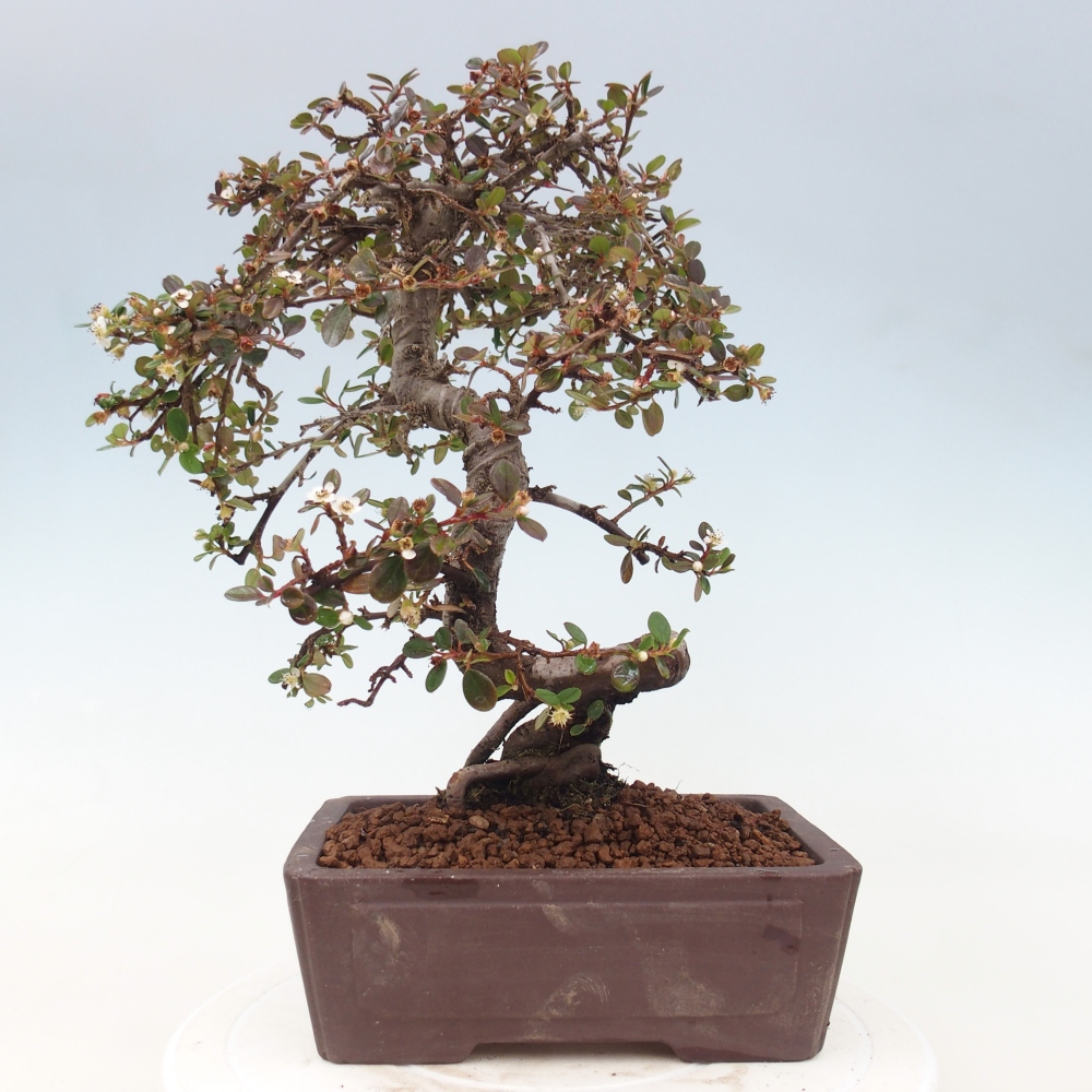Freiland-Bonsai-Cotoneaster dammeri - Damer's Rock