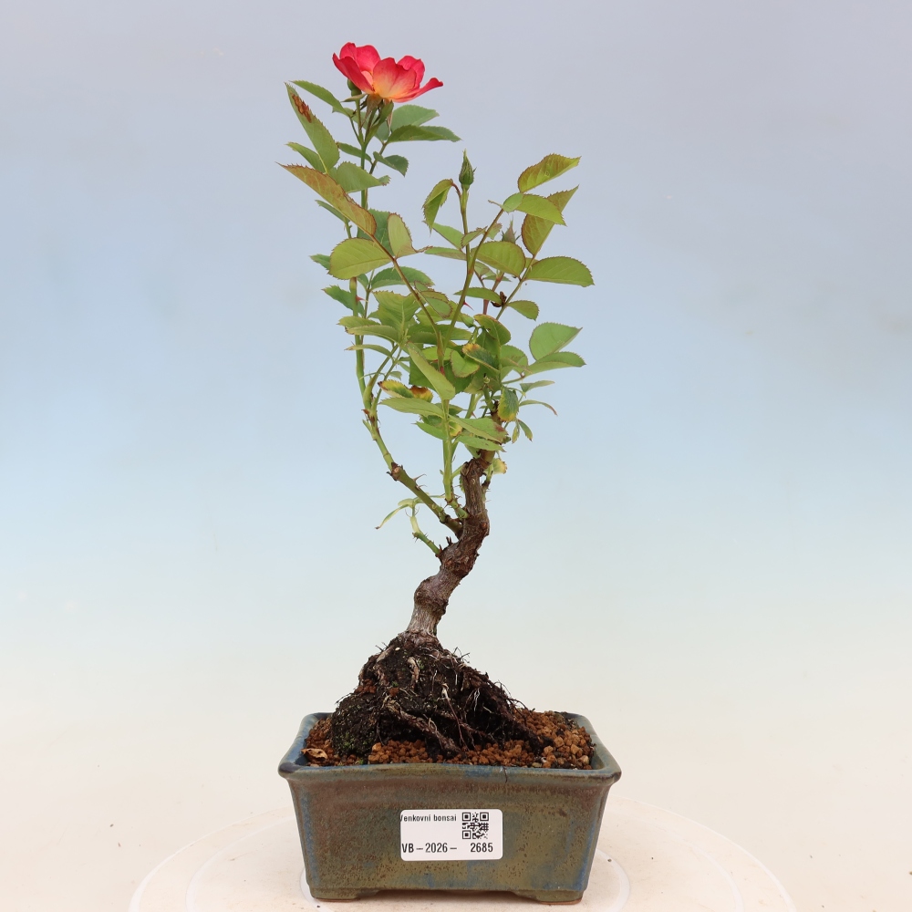 Bonsai für draußen - Rosa Kordes - Rose