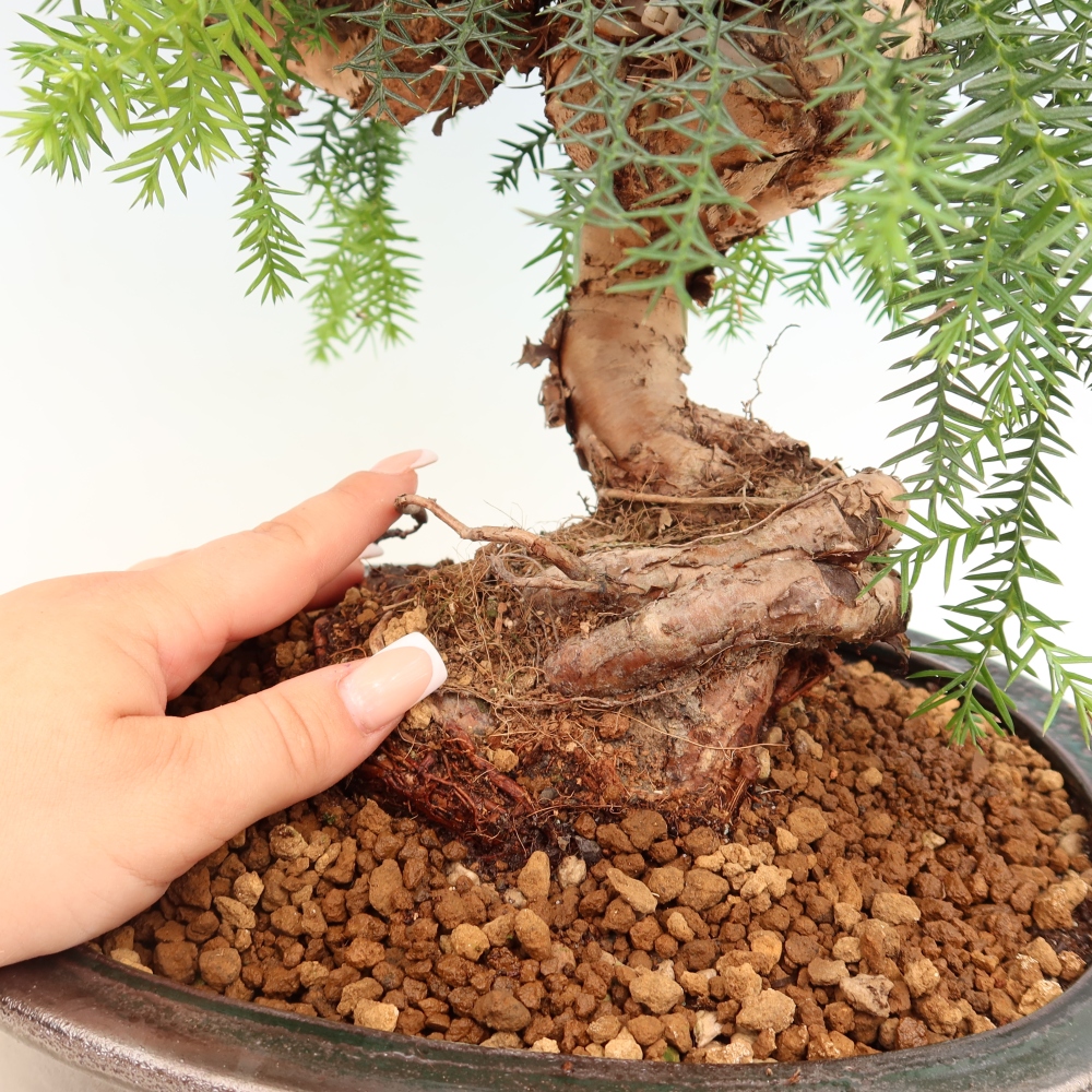 Zimmer Bonsai - Araucaria - Zimmer Fichte
