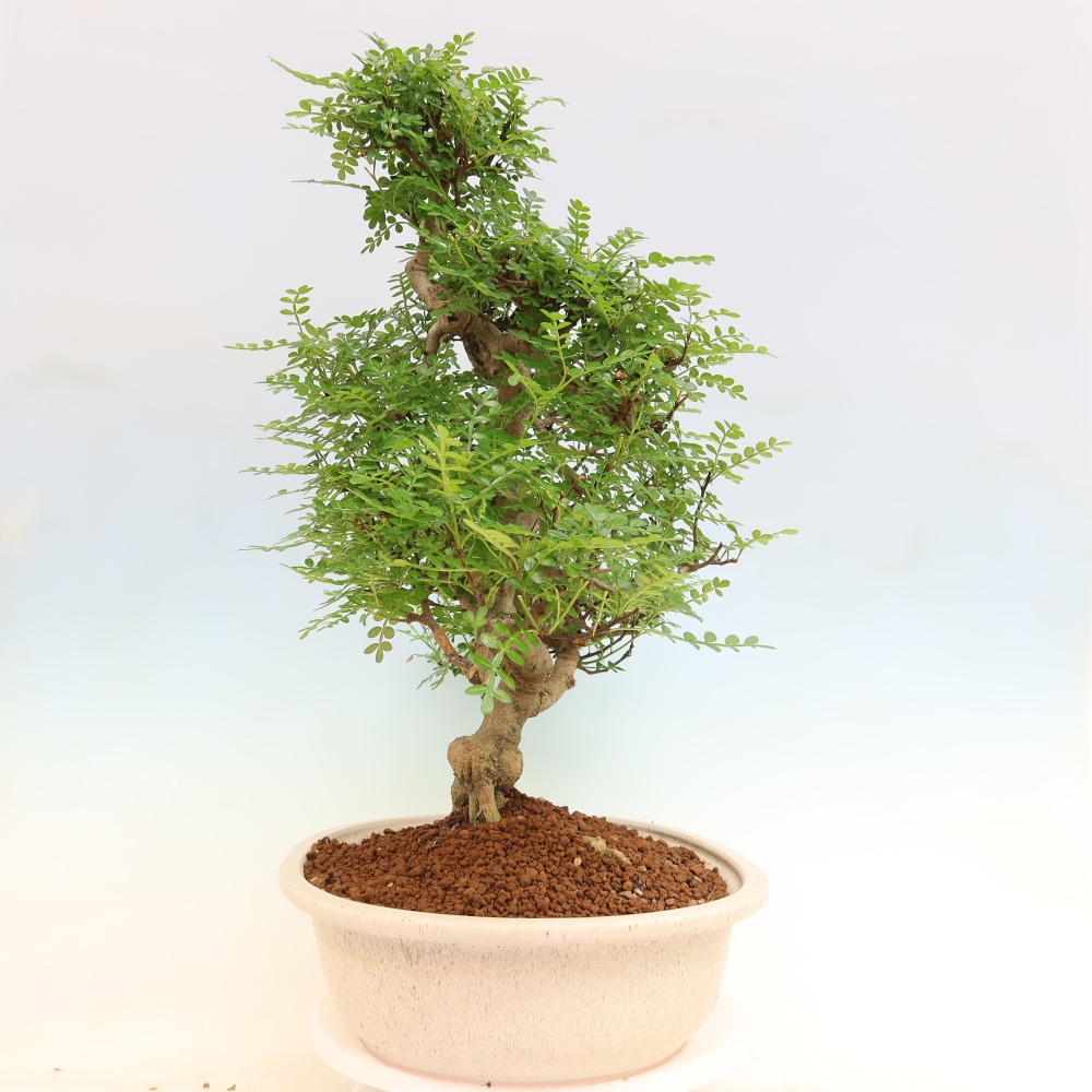 Zimmer Bonsai - Zantoxylum piperitum - Pfefferbaum