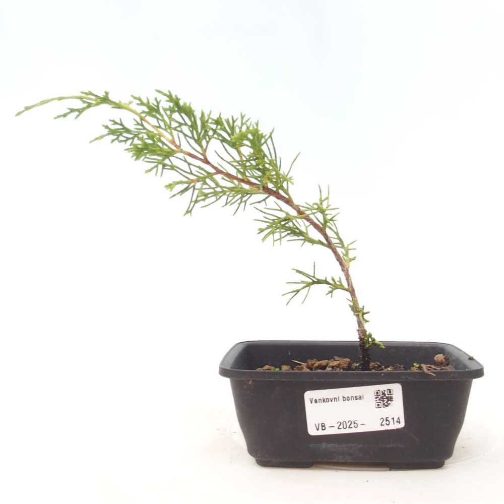 Outdoor bonsai - Juniperus chinensis Itoigawa - Chinese juniper