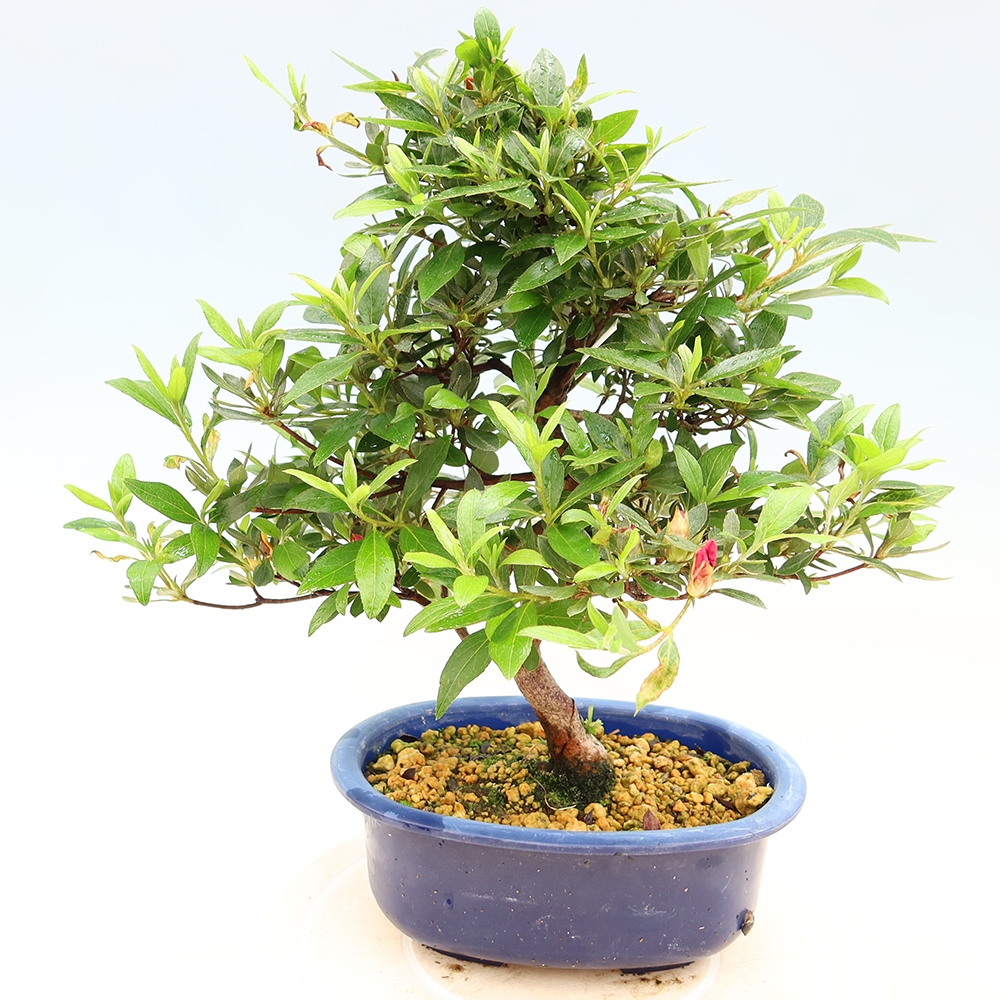 Bonsai für draußen - Japanische Azalee - Azalee Yoko