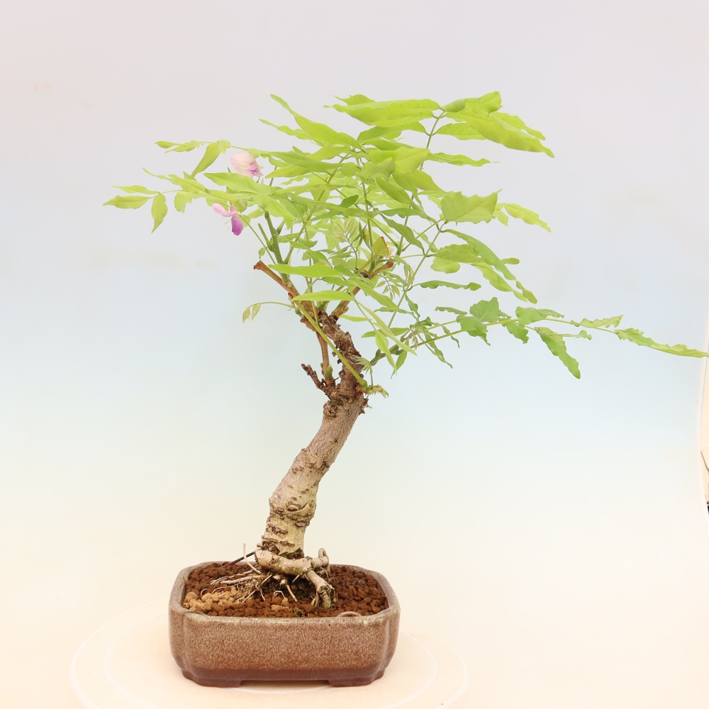 Bonsai für draußen - Wisteria floribunda