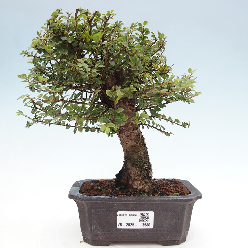 Bonsai im Freien - Ulmus parvifolia Hokkaido - Chinesische Ulme