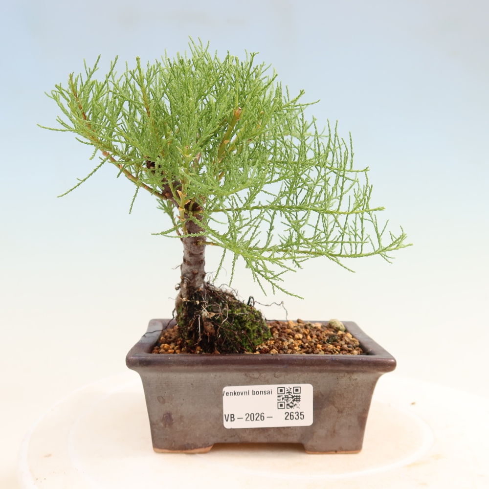 Bonsai für draußen - Tamariske - Tamarix