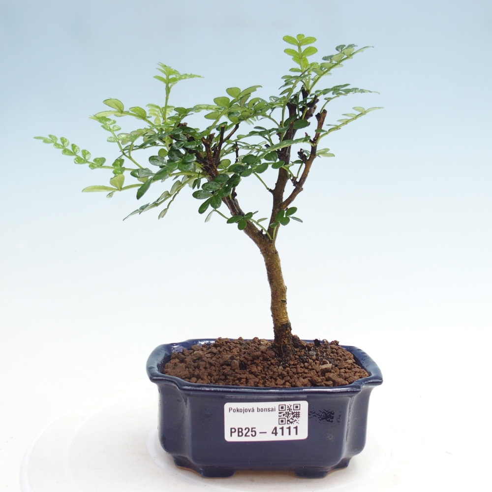 Zimmer Bonsai - Zantoxylum piperitum - Pfefferbaum 